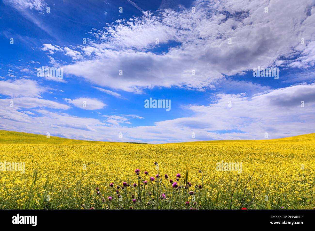 Primavera: collina con fiori gialli sovrastata da nuvole in Puglia, Foto Stock