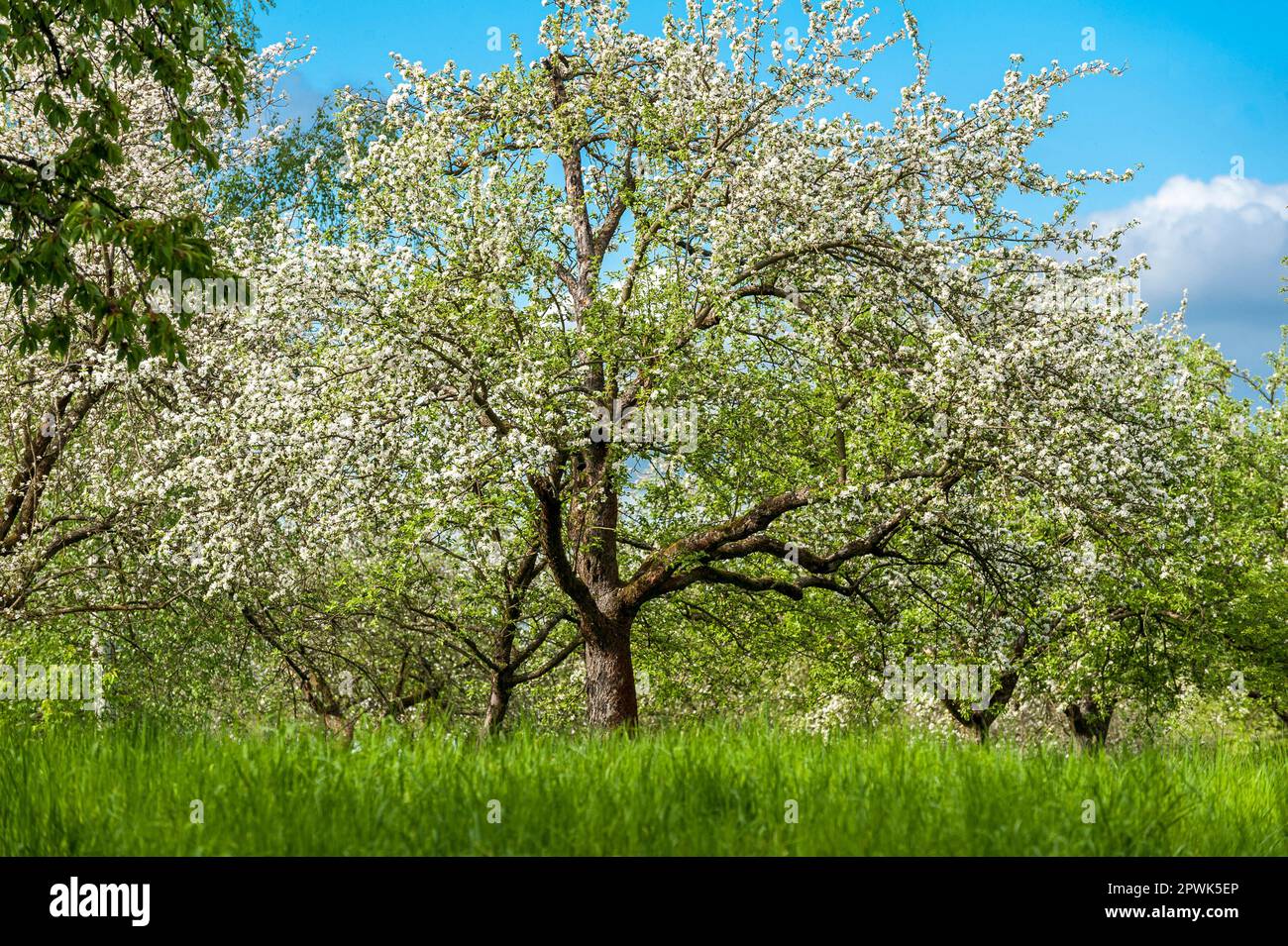 Un melo in un prato frutteto in piena fioritura con il sole Foto Stock