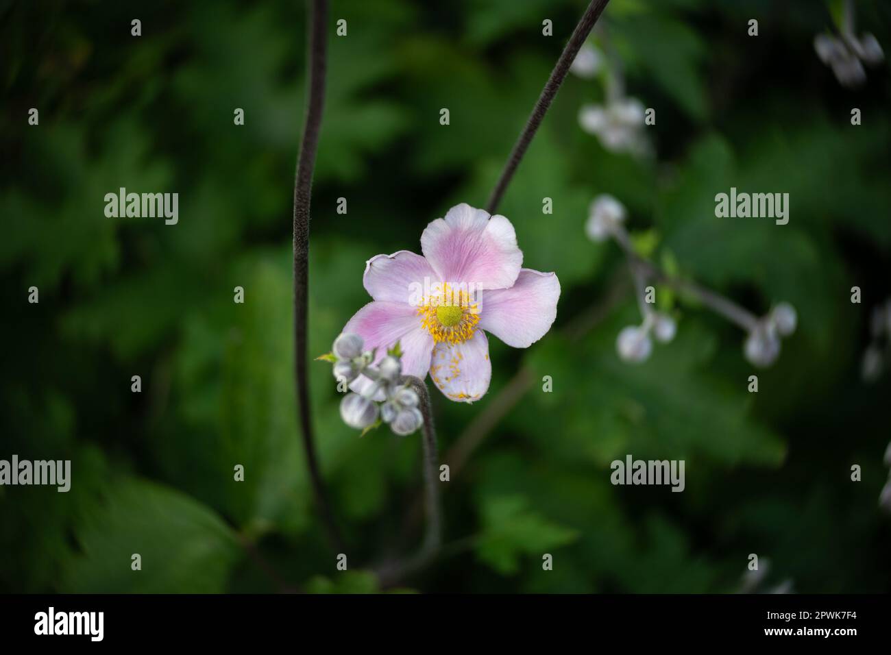 Fiori di Eriocapitella hupehensis. Primo piano. Obiettivo ART. Bokeh vortice. Concentratevi sul centro. Foto Stock