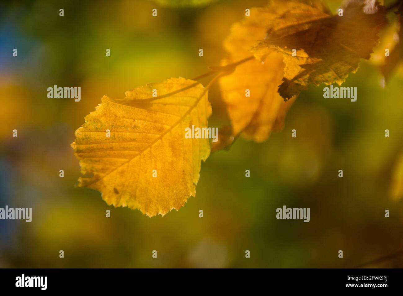 Foglie colorate in autunno Foto Stock