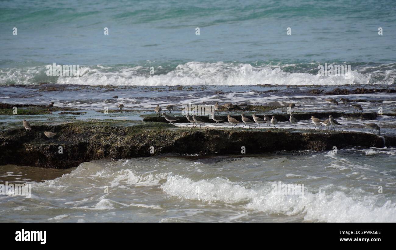 Un gruppo di Dunlin che si nutrono tra le maree Foto Stock