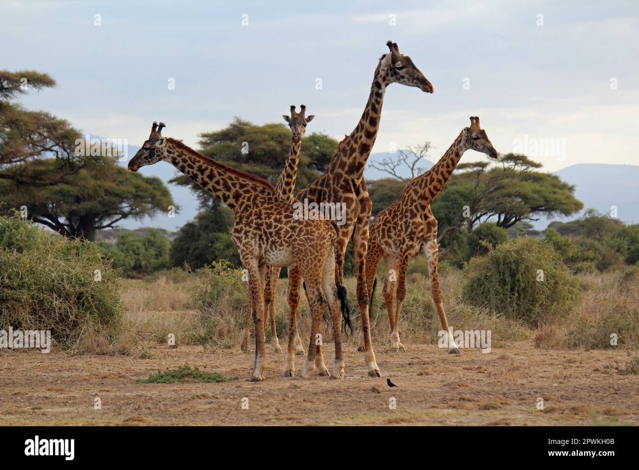 Maasai Giraffe nel Parco Nazionale di Amboseli Foto Stock