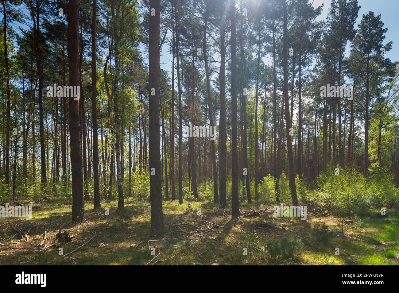 Un'ex foresta di conifere diventa lentamente una foresta mista Foto Stock