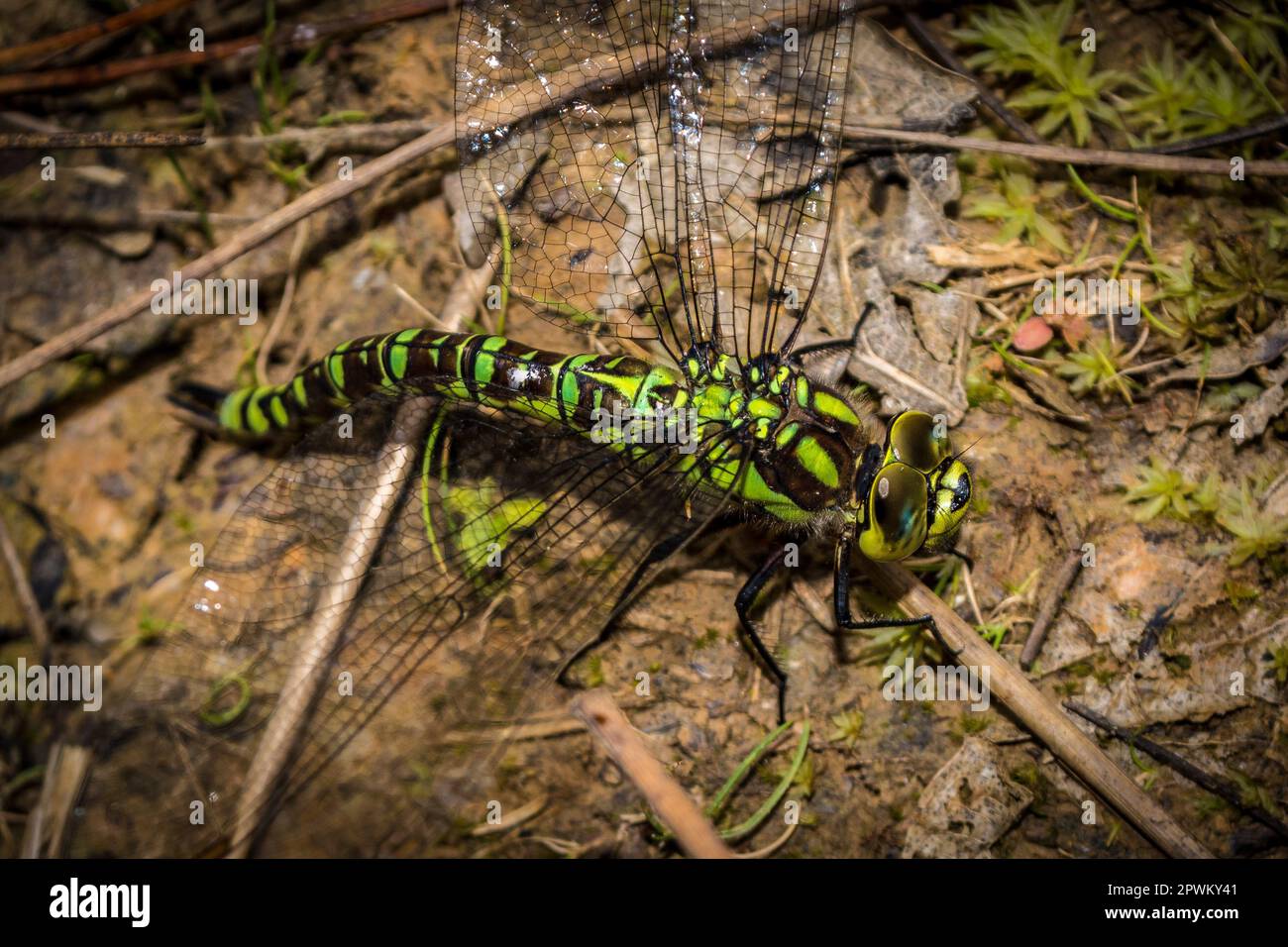 Primo piano di una grande libellula che riposa a terra. Fotografato a Chopwell Woods, Tyne & Wear, Inghilterra nord-orientale Foto Stock