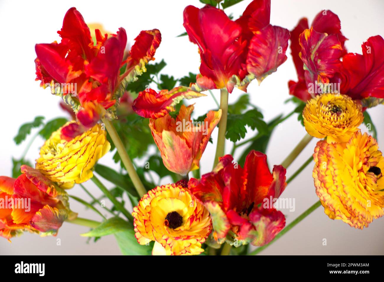 Fiori recisi coltivati in Inghilterra con tulipani di pappagallo e Ranunculus, Regno Unito Foto Stock
