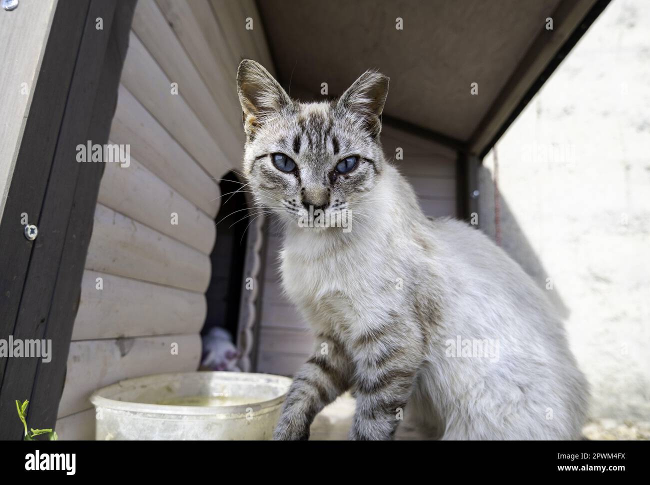 Gatto grigio abbandonato in una colonia felina protetta Foto Stock