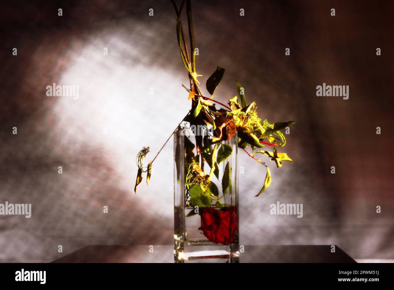 concetto creativo capovolto - rosa rossa con testa in un vaso di fiori con vere ombre Foto Stock