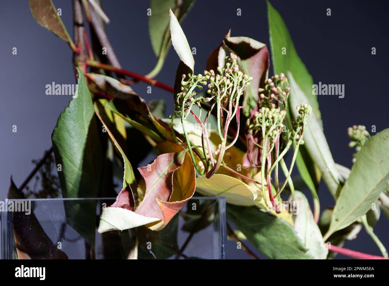 concetto creativo capovolto - fiorisce in un vaso di fiori Foto Stock
