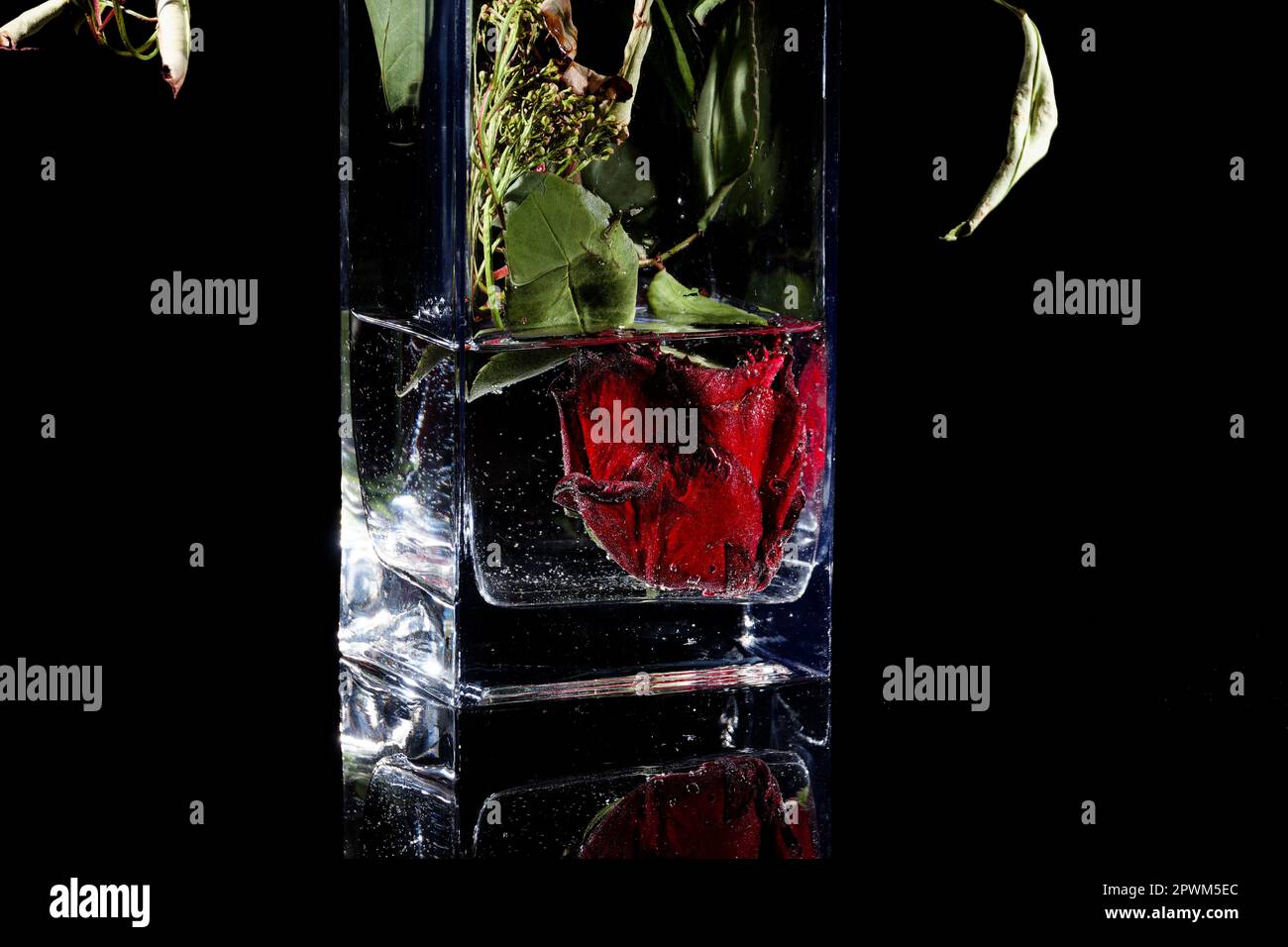 concetto creativo capovolto - rosa rossa con testa in un vaso di fiori isolato su nero Foto Stock