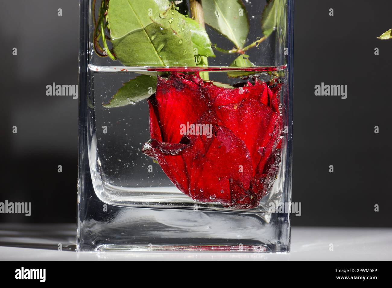 concetto creativo capovolto - rosa rossa con testa in un vaso di fiori con vere ombre Foto Stock