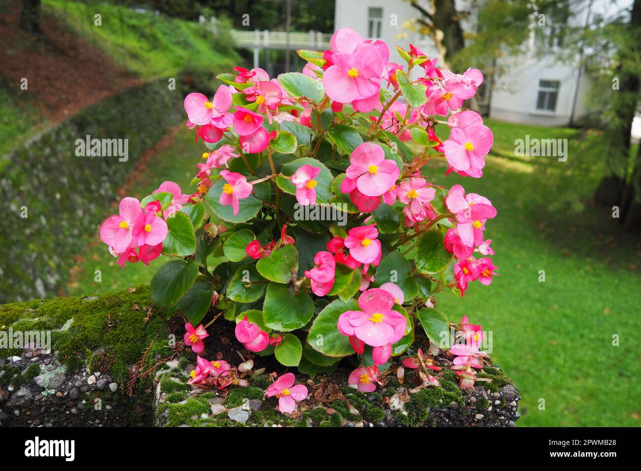 Rosa cera rossa begonia o Begonia semperflorens. Begonia x semperflorens-cultorum. Impianto di lettiera in architettura paesaggistica. Massaggiare in letti, bordi, e come un edg Foto Stock