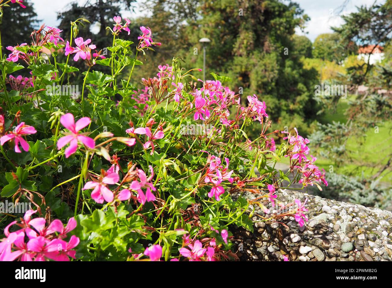 Pelargonio geranio di edera rosa in fiore, disegno verticale di paesaggio di strade e parchi. Bella grande pelargonio geranio cranesbill fiori. Foto Stock