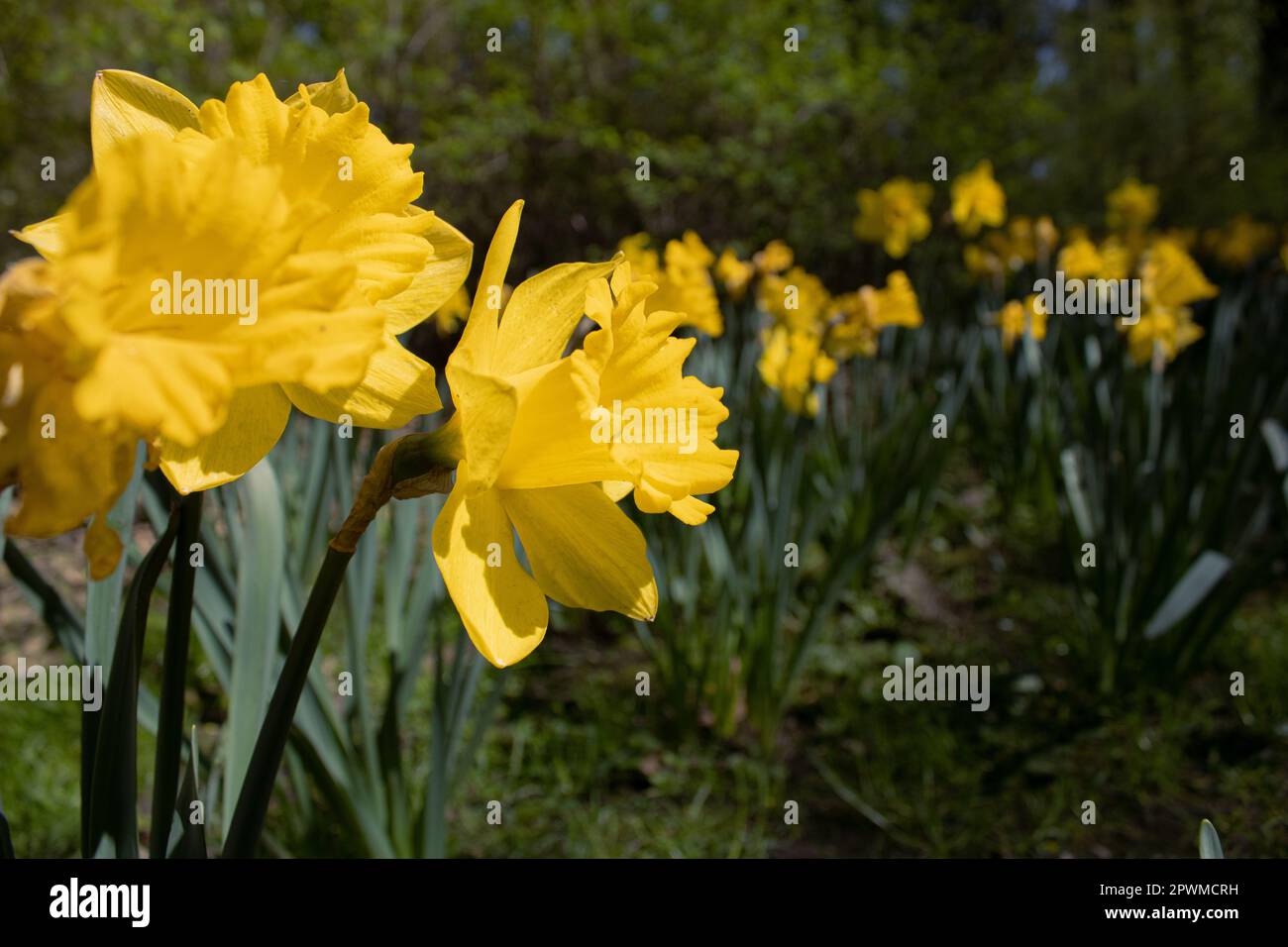 Daffodils Garden spring - ID immagine: 2PWMCRH Foto Stock