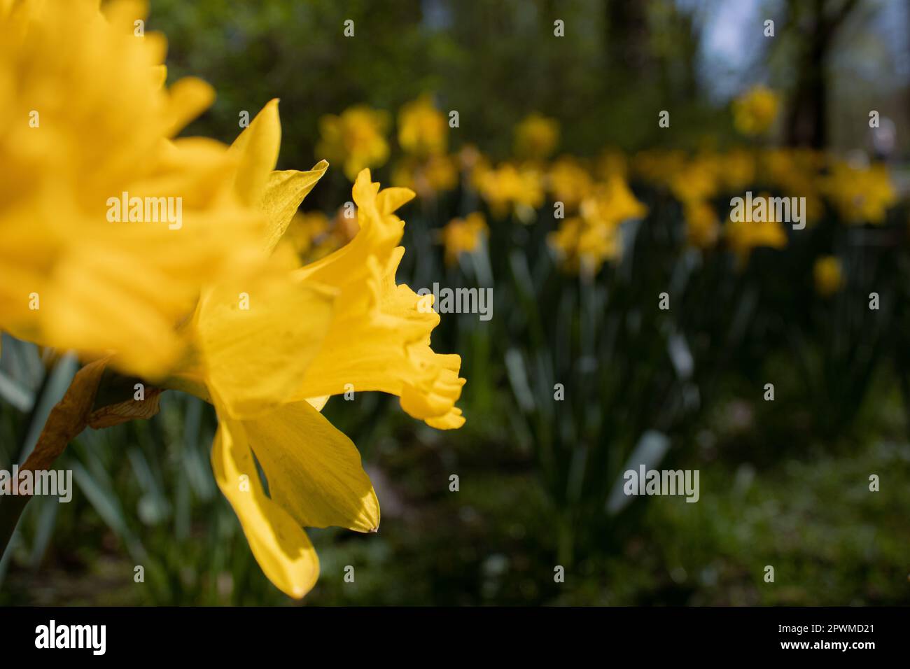 Daffodils Garden spring - ID immagine: 2PWMD2 Foto Stock