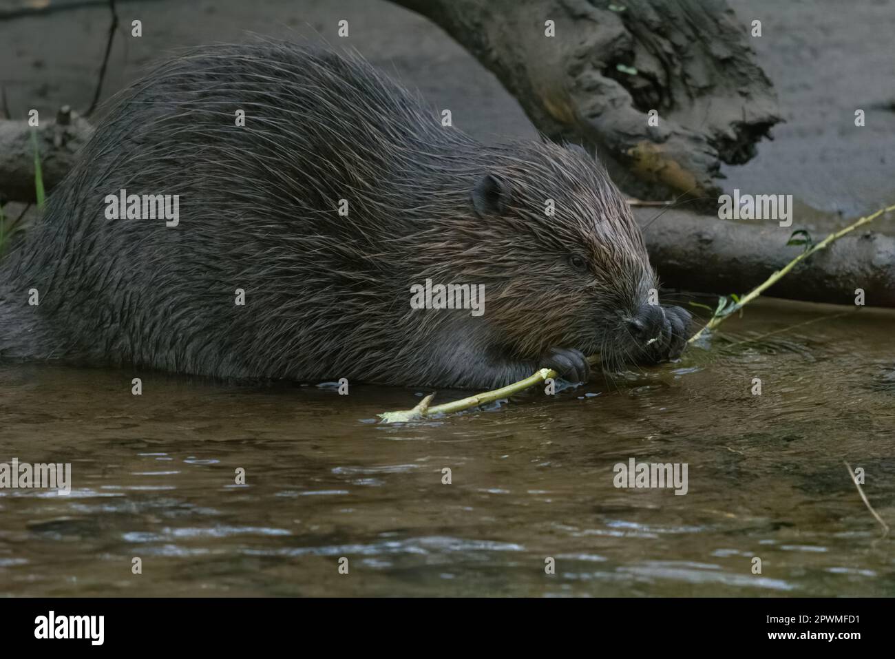 Beaver Eurasiatica/europea (Castor Fiber), River Tay, Perthshire, Scozia, Regno Unito. Foto Stock