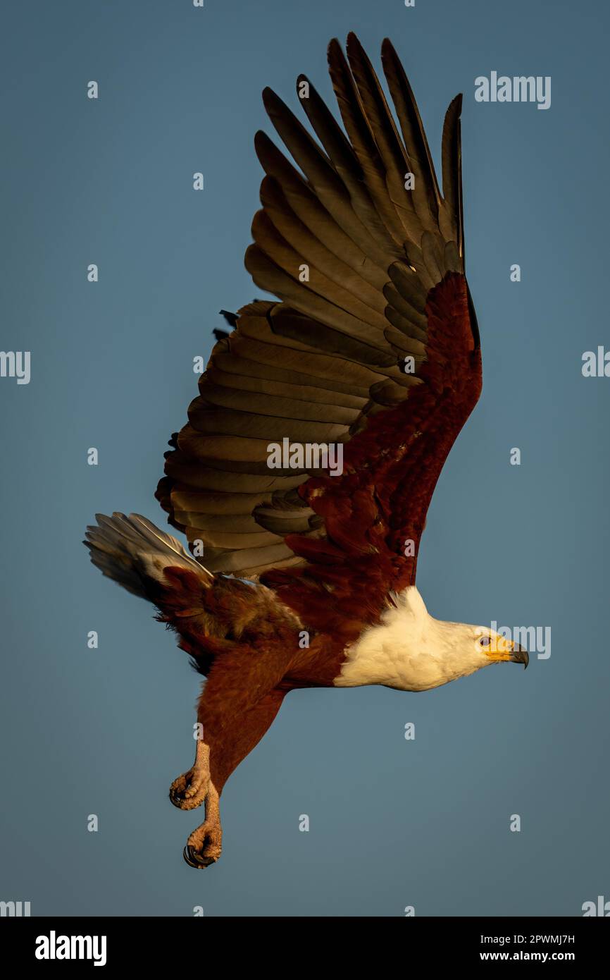 Aquila di pesce africana vola con ali sollevate Foto Stock