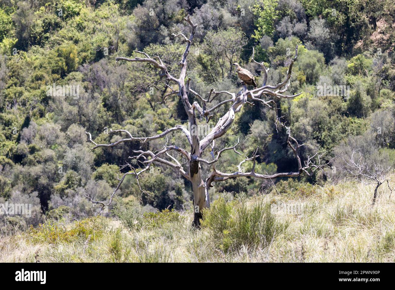 Il avvoltoio griffone eurasiatico (Gyps fulvus) in Sicilia, Italia. Foto Stock