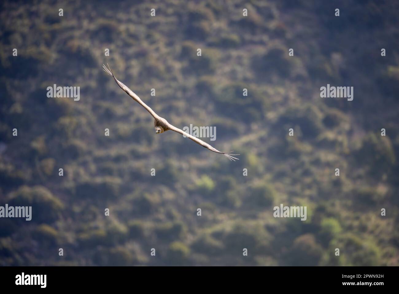 Il avvoltoio griffone eurasiatico (Gyps fulvus) in Sicilia, Italia. Foto Stock