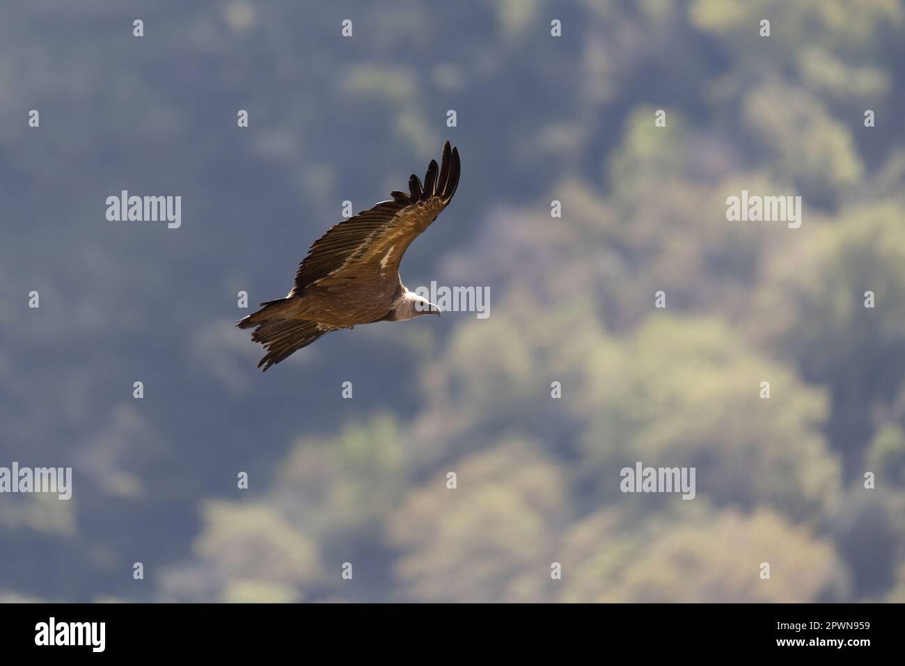 Il avvoltoio griffone eurasiatico (Gyps fulvus) in Sicilia, Italia. Foto Stock