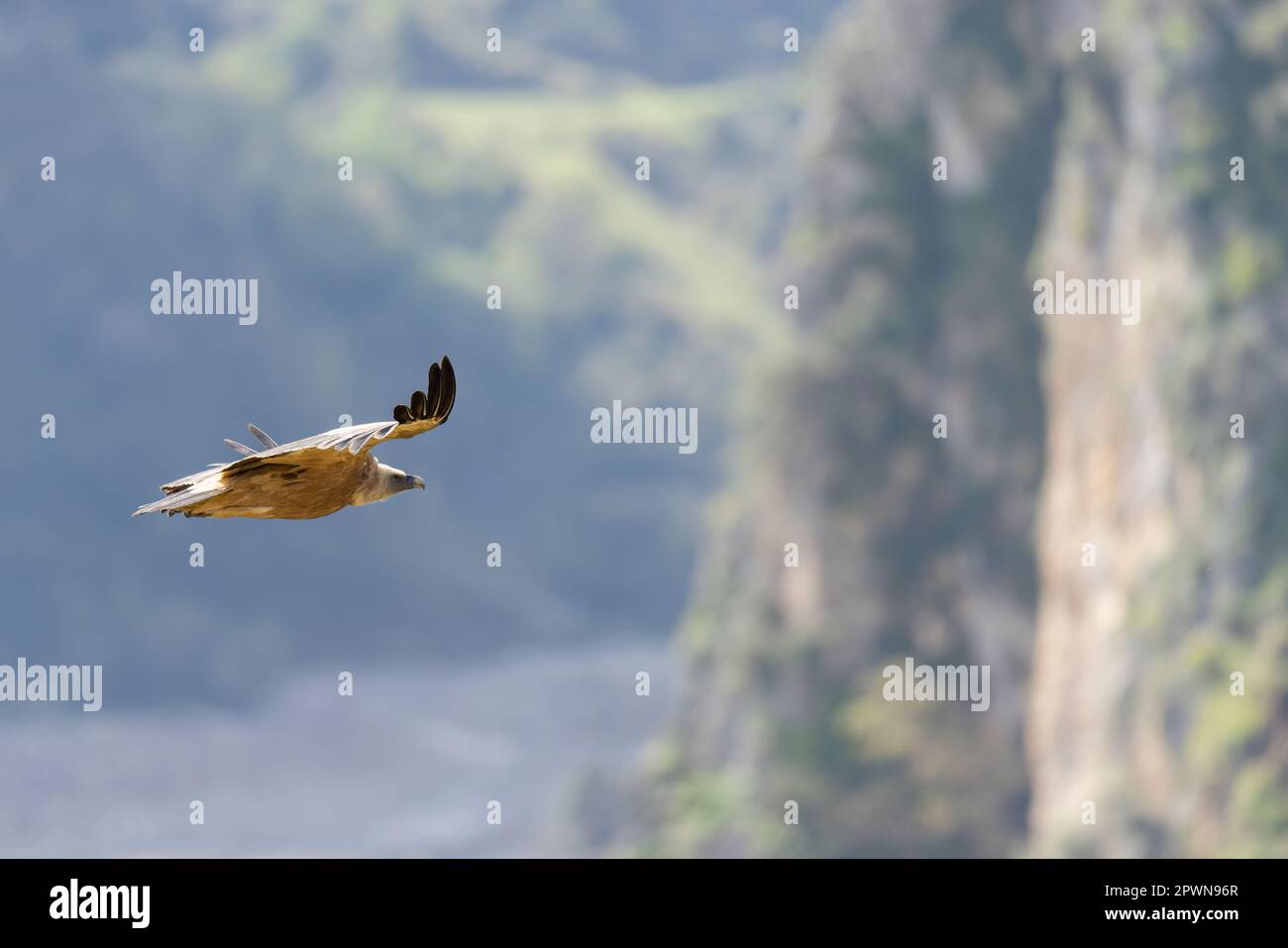 Il avvoltoio griffone eurasiatico (Gyps fulvus) in Sicilia, Italia. Foto Stock