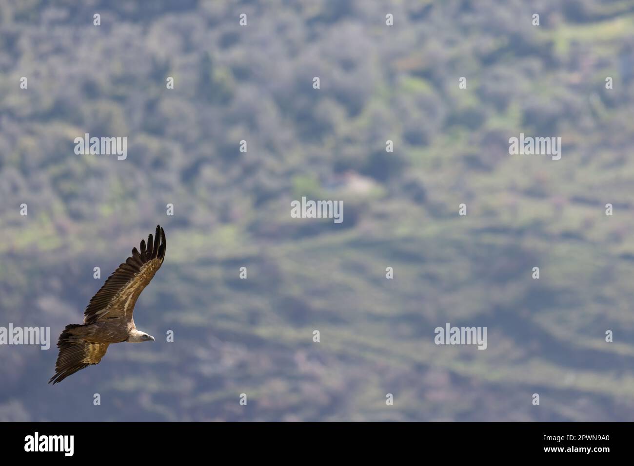 Il avvoltoio griffone eurasiatico (Gyps fulvus) in Sicilia, Italia. Foto Stock