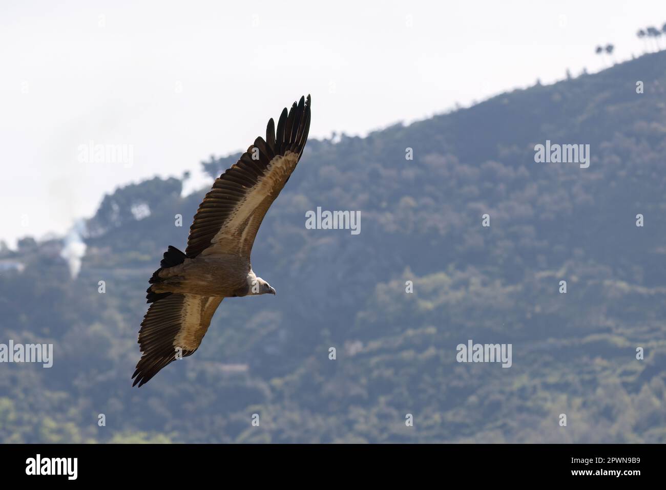 Il avvoltoio griffone eurasiatico (Gyps fulvus) in Sicilia, Italia. Foto Stock