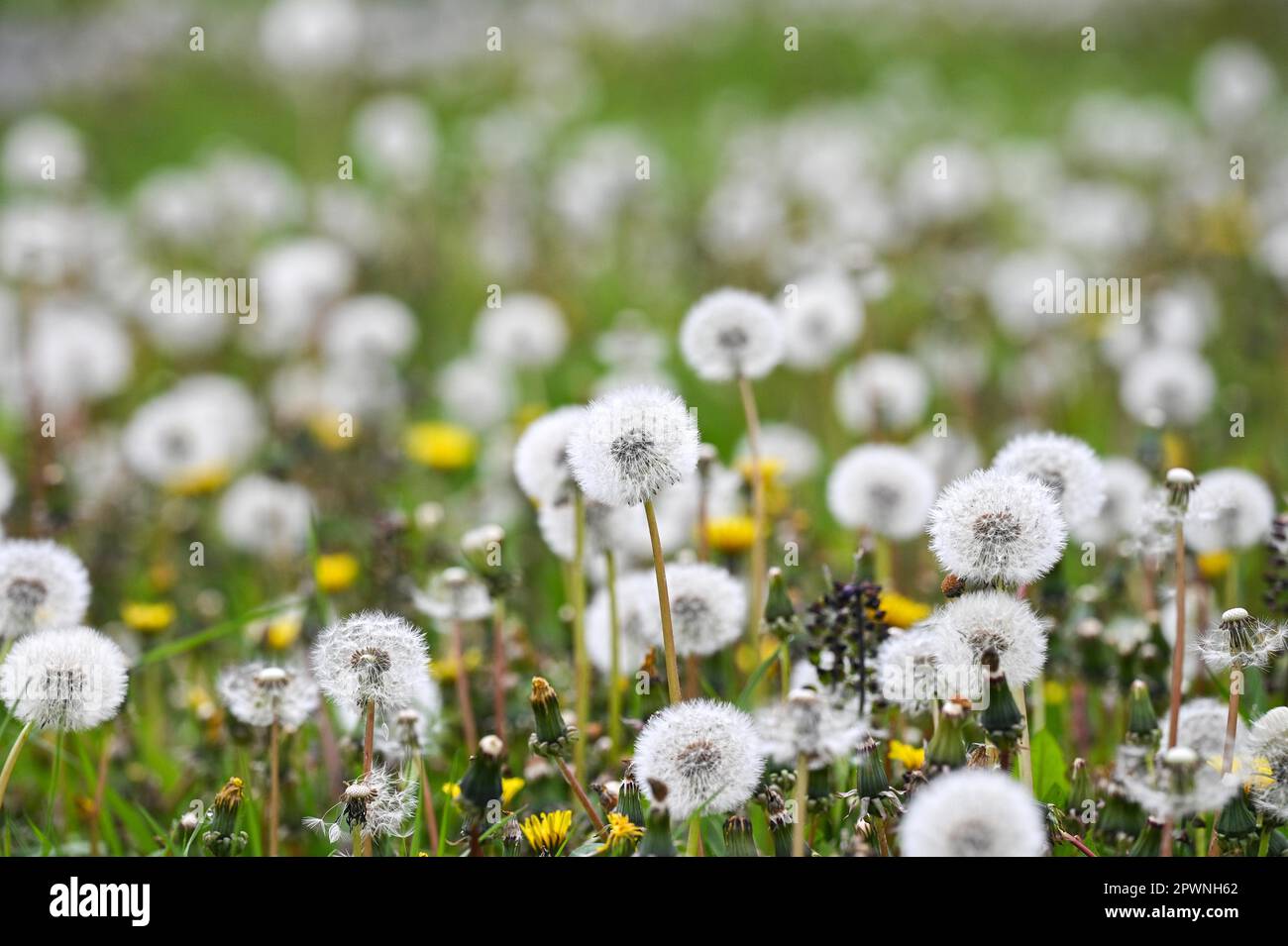 Brighton UK 1st maggio 2023 - Un tappeto di dente di leoni sui versetti di strada in Lewes Road di Brighton come giardinieri nel Regno Unito sono esortati a lasciare fiori selvatici e erba crescere per la campagna 'No Mow May' per aiutare la natura e il clima : Credit Simon Dack / Alamy Live News Foto Stock