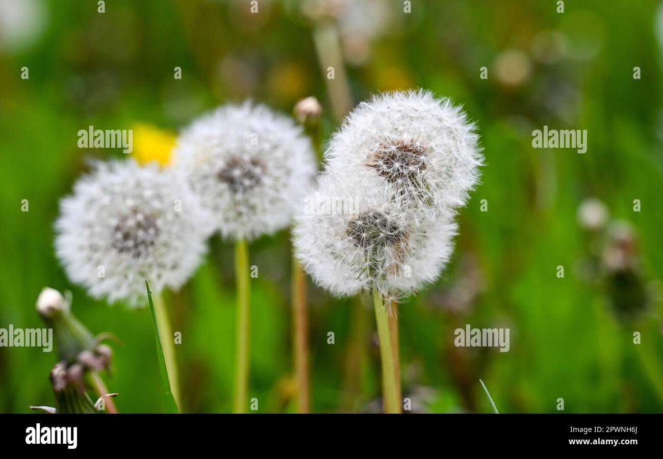 Brighton UK 1st maggio 2023 - Un tappeto di dente di leoni sui versetti di strada in Lewes Road di Brighton come giardinieri nel Regno Unito sono esortati a lasciare fiori selvatici e erba crescere per la campagna 'No Mow May' per aiutare la natura e il clima : Credit Simon Dack / Alamy Live News Foto Stock