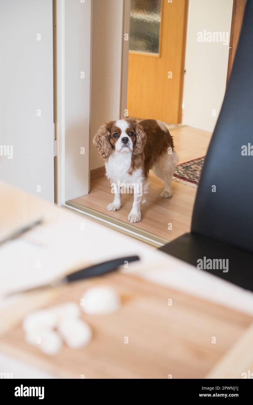 Cavalier re Charles Spaniel cane in piedi in cucina porta Foto Stock