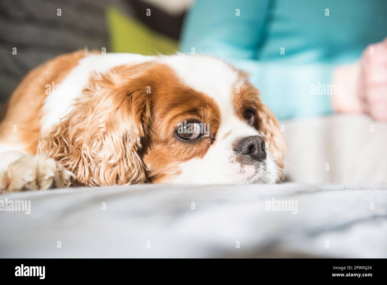 Cavalier re charles spaniel cane sdraiato sul divano Foto Stock