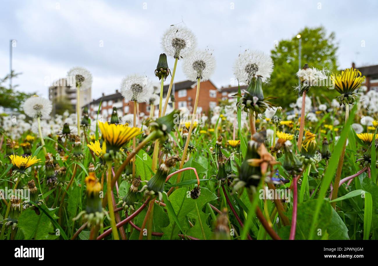 Brighton UK 1st maggio 2023 - Un tappeto di dente di leoni sui versetti di strada in Lewes Road di Brighton come giardinieri nel Regno Unito sono esortati a lasciare fiori selvatici e erba crescere per la campagna 'No Mow May' per aiutare la natura e il clima : Credit Simon Dack / Alamy Live News Foto Stock
