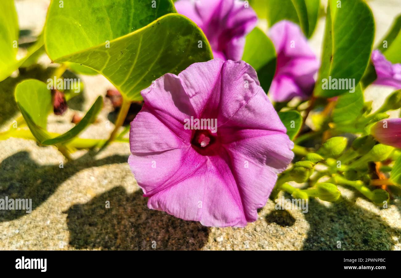 Bella rosa viola viola gloria mattina o Goat's Foot Ipomoea pes-caprae fiore strisciante fiori pianta della ferrovia vite a Zicatela Puerto Escondiz Foto Stock