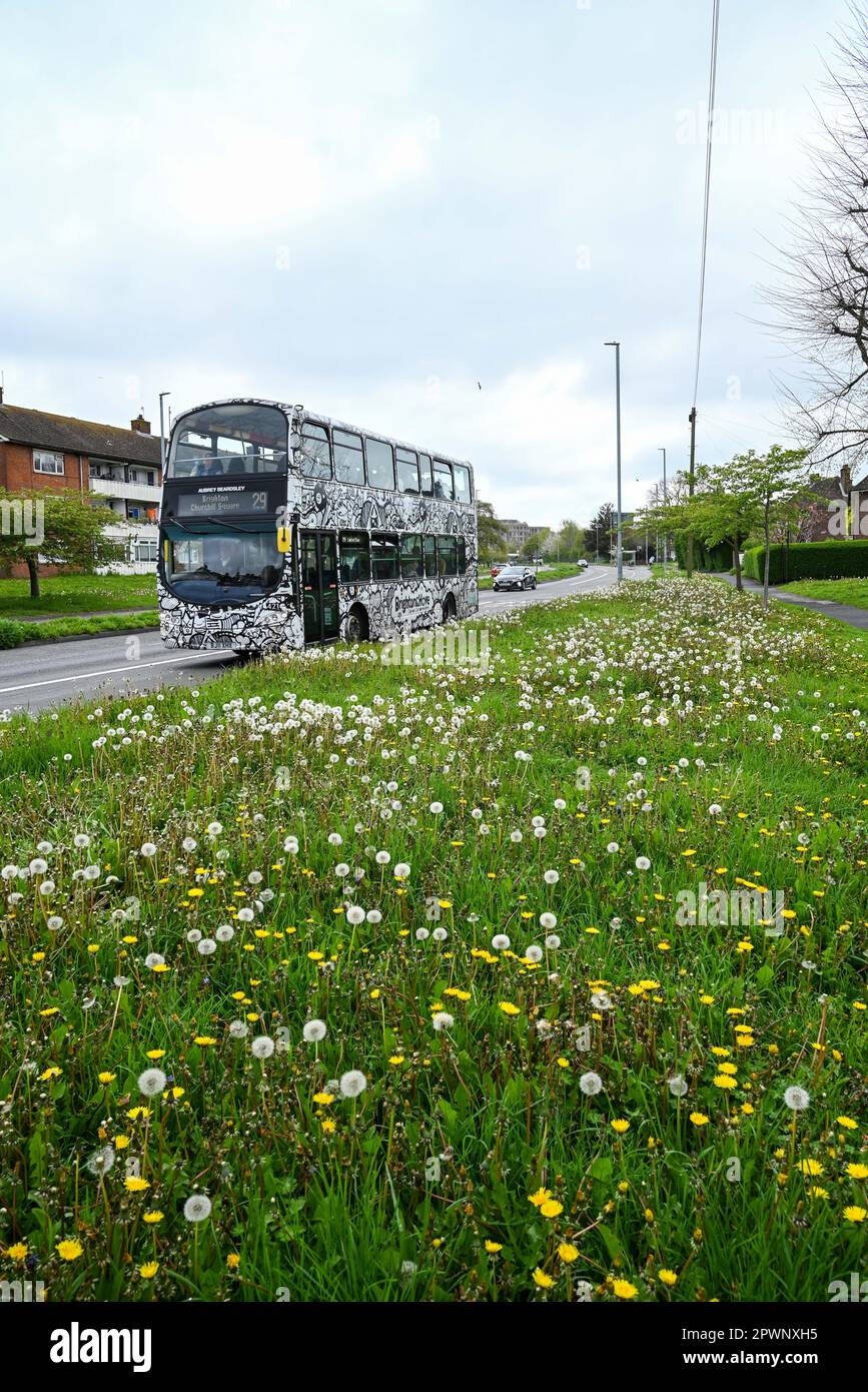 Brighton UK 1st maggio 2023 - Un tappeto di dente di leoni sui versetti di strada in Lewes Road di Brighton come giardinieri nel Regno Unito sono esortati a lasciare fiori selvatici e erba crescere per la campagna 'No Mow May' per aiutare la natura e il clima : Credit Simon Dack / Alamy Live News Foto Stock