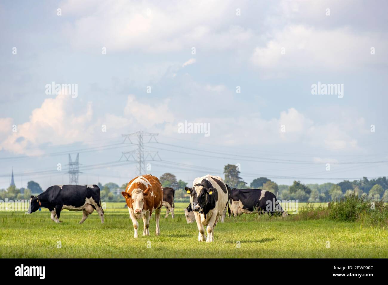Mucche in un campo in un raggio di sole, lunghezza intera nero rosso e bianco, fianco a fianco camminando verso, diversità multicolore in un campo verde sotto un BL nuvoloso Foto Stock