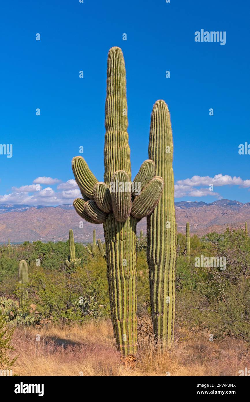 Multi Armed Saguaro nel deserto nel Saguaro National Park in Arizona Foto Stock