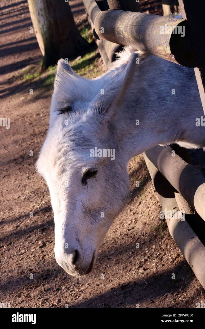 Hausesel (Equus asinus asinus) in einem Tierpark - Ritratto, Nordrhein-Westfalen, Deutschland, Mechernich Foto Stock