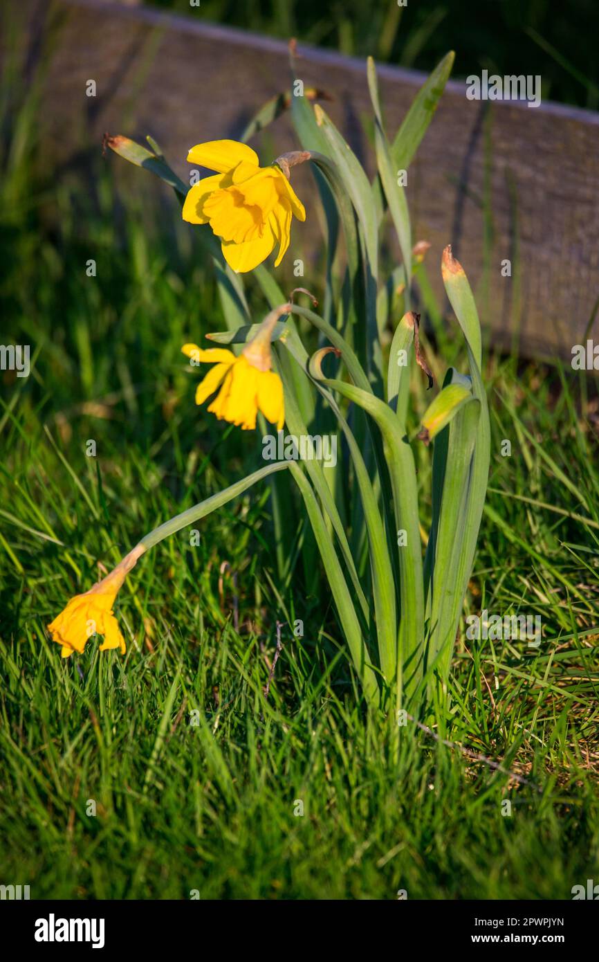 Daffodil (Narcissus pseudonarcissus) Foto Stock