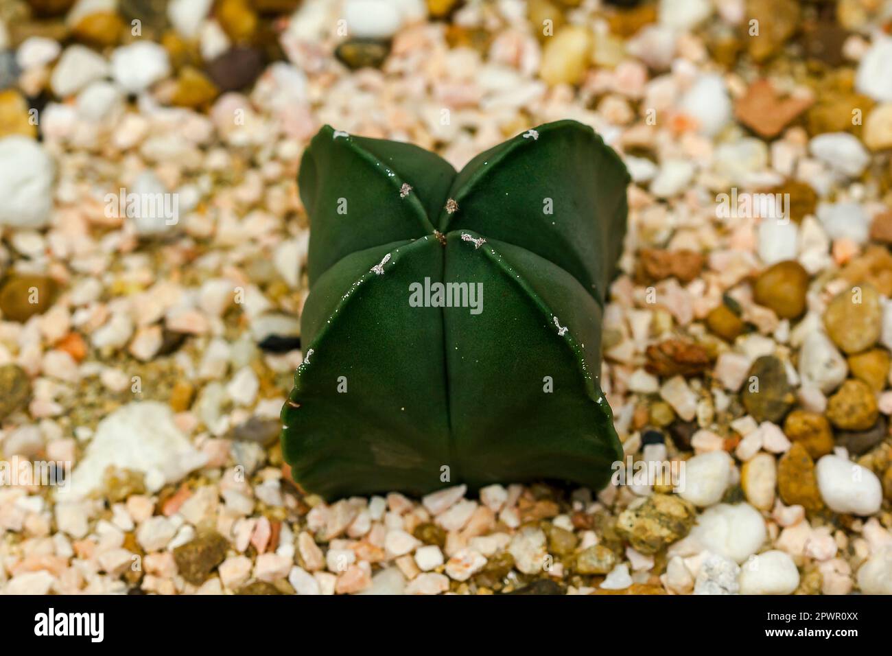 Cactus sulla sabbia Foto Stock