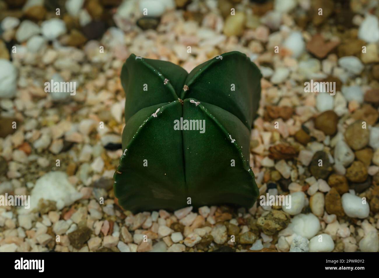 Cactus sulla sabbia Foto Stock