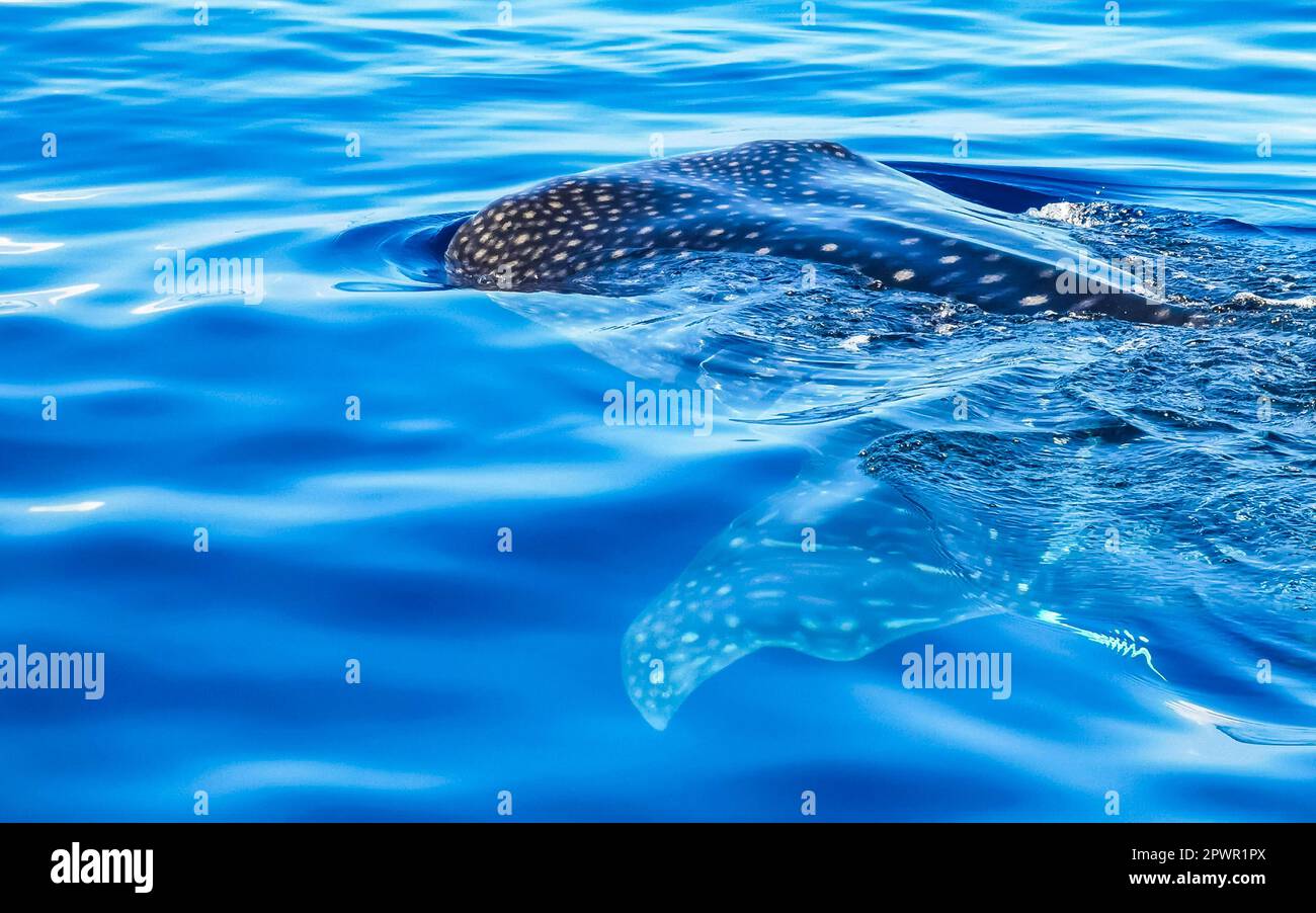 Enorme e bellissimo squalo balena nuota sulla superficie dell'acqua durante il tour in barca a Cancun Quintana Roo Messico. Foto Stock