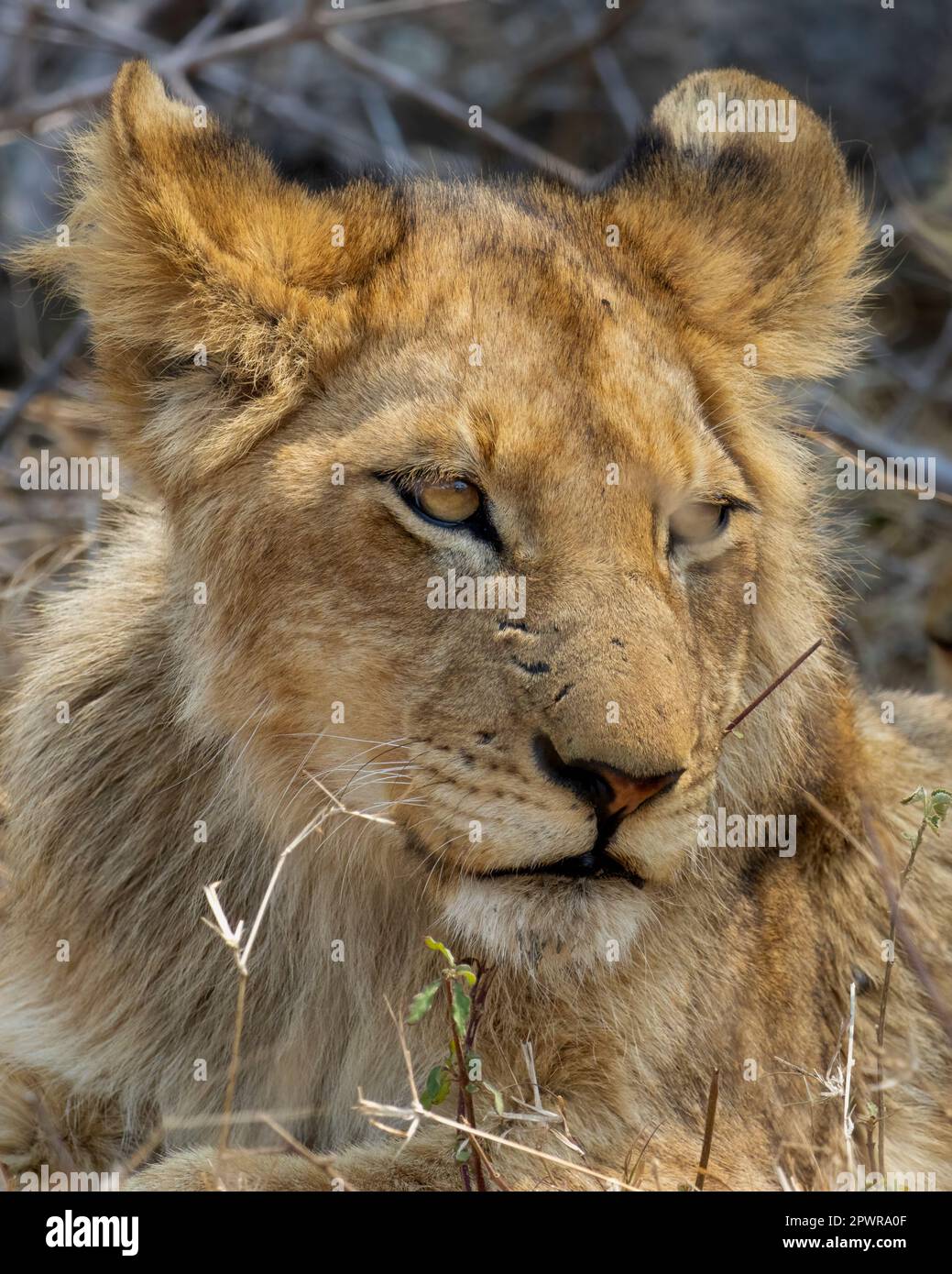 Cucciolo di Leone Foto Stock