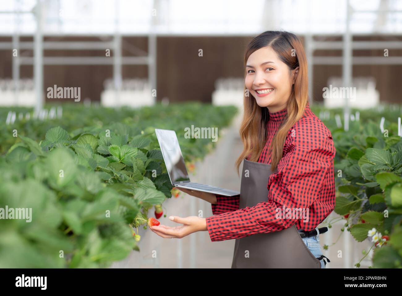 Imprenditore giovane donna asiatica controllare coltivazione fragola con felicità per la ricerca con computer portatile in serra fattoria, femmina esame stra Foto Stock