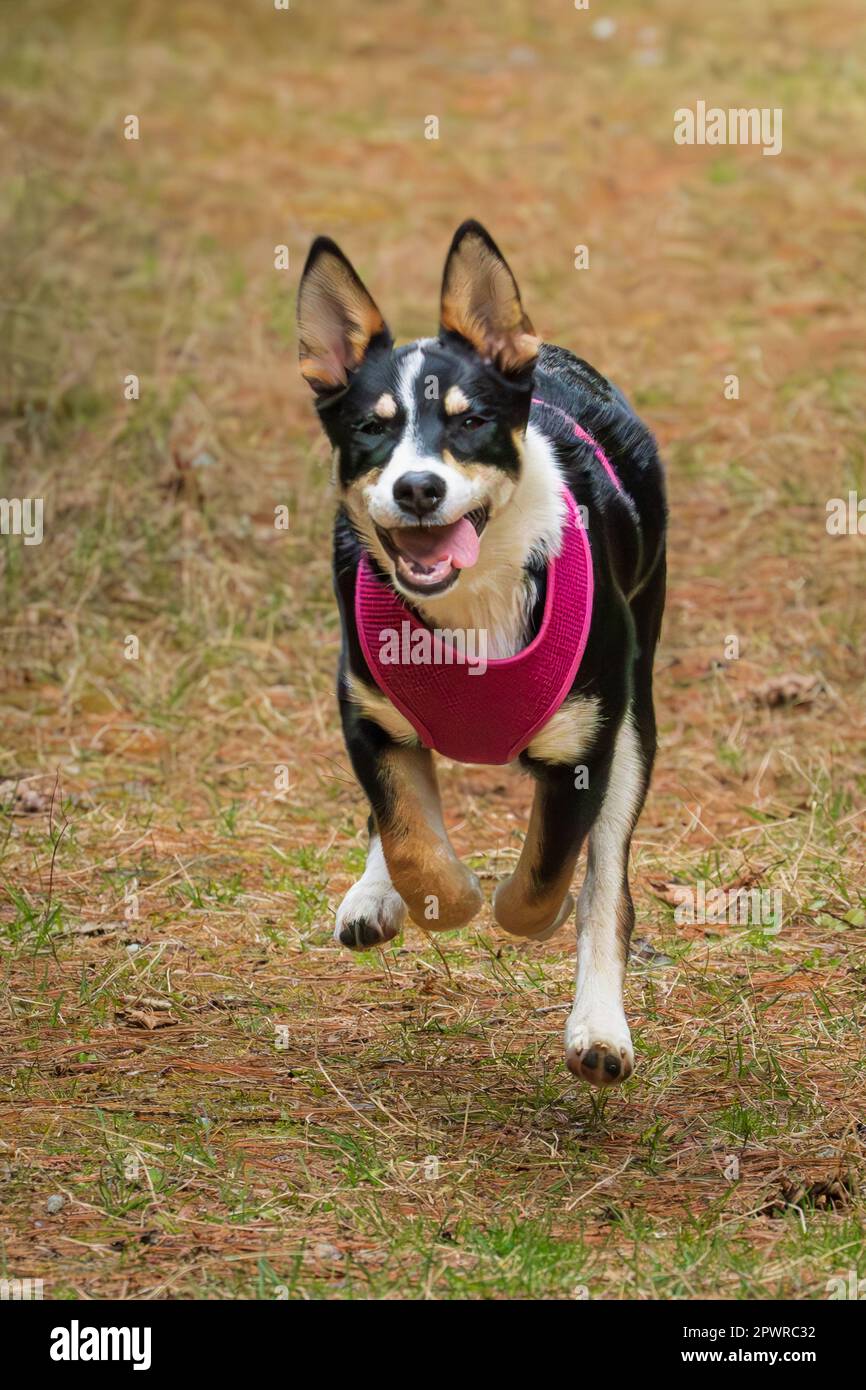 Il confine Collie è una razza di cane pastore considerata la razza di cane più intelligente. Hanno anche bisogno di un sacco di attività fisica. Foto Stock