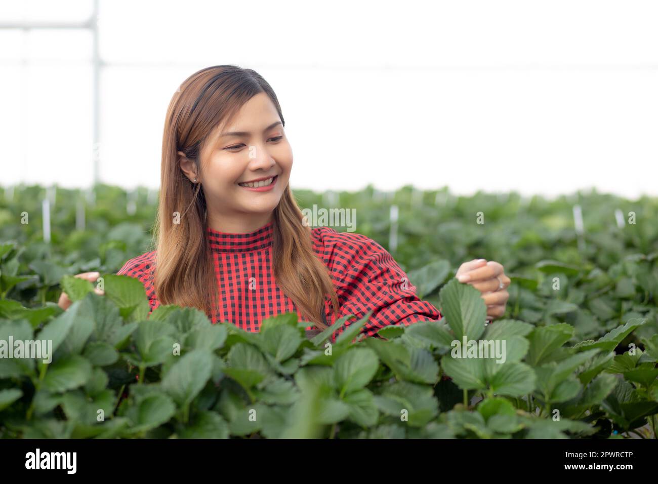 Ritratto imprenditore bella giovane donna asiatica controllare fragola con la coltivazione con felicità in serra fattoria, raccolta femminile fragola e un Foto Stock