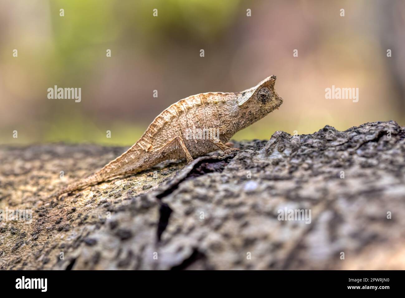 Camaleonte a foglia bruna (Brookesia superciliaris), camaleonte a lucertola che imita la foglia bruna nel suo habitat naturale. Peyrieras Madaga effettuare prenotazioni on-line Foto Stock