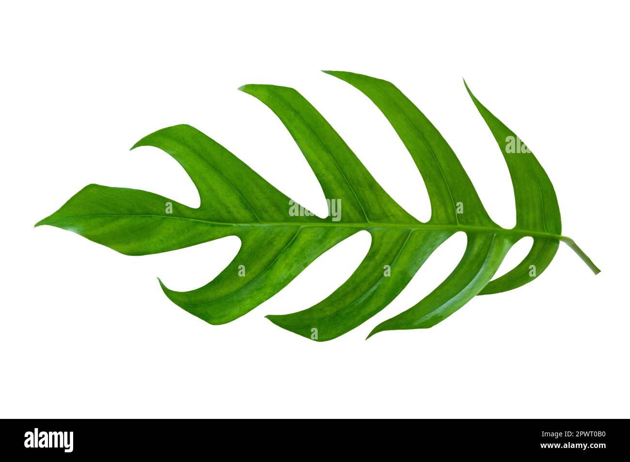 giungla tropicale monstera foglie isolate su uno sfondo bianco Foto Stock