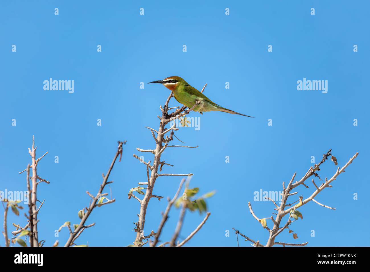 Il mangiatore d'api del Madagascar (Merops superciliosus) è una specie di mangiatori d'api del genere Merops. Uccello siede sul ramo contro Foto Stock