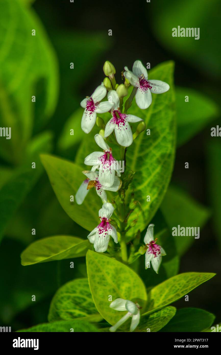 Piccoli fiori bianchi sono popolari. Foto Stock