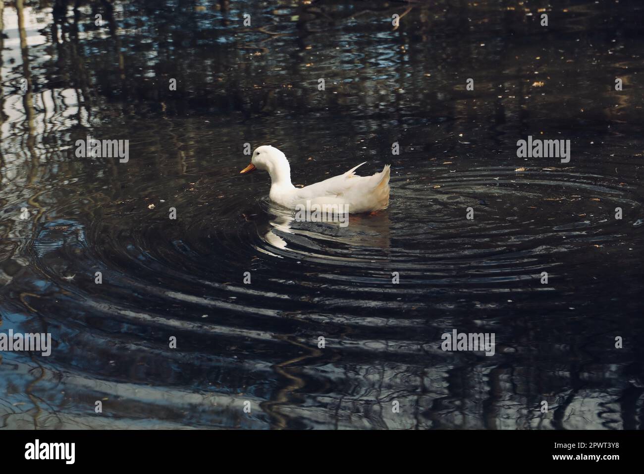 L'anatra Essex Foto Stock