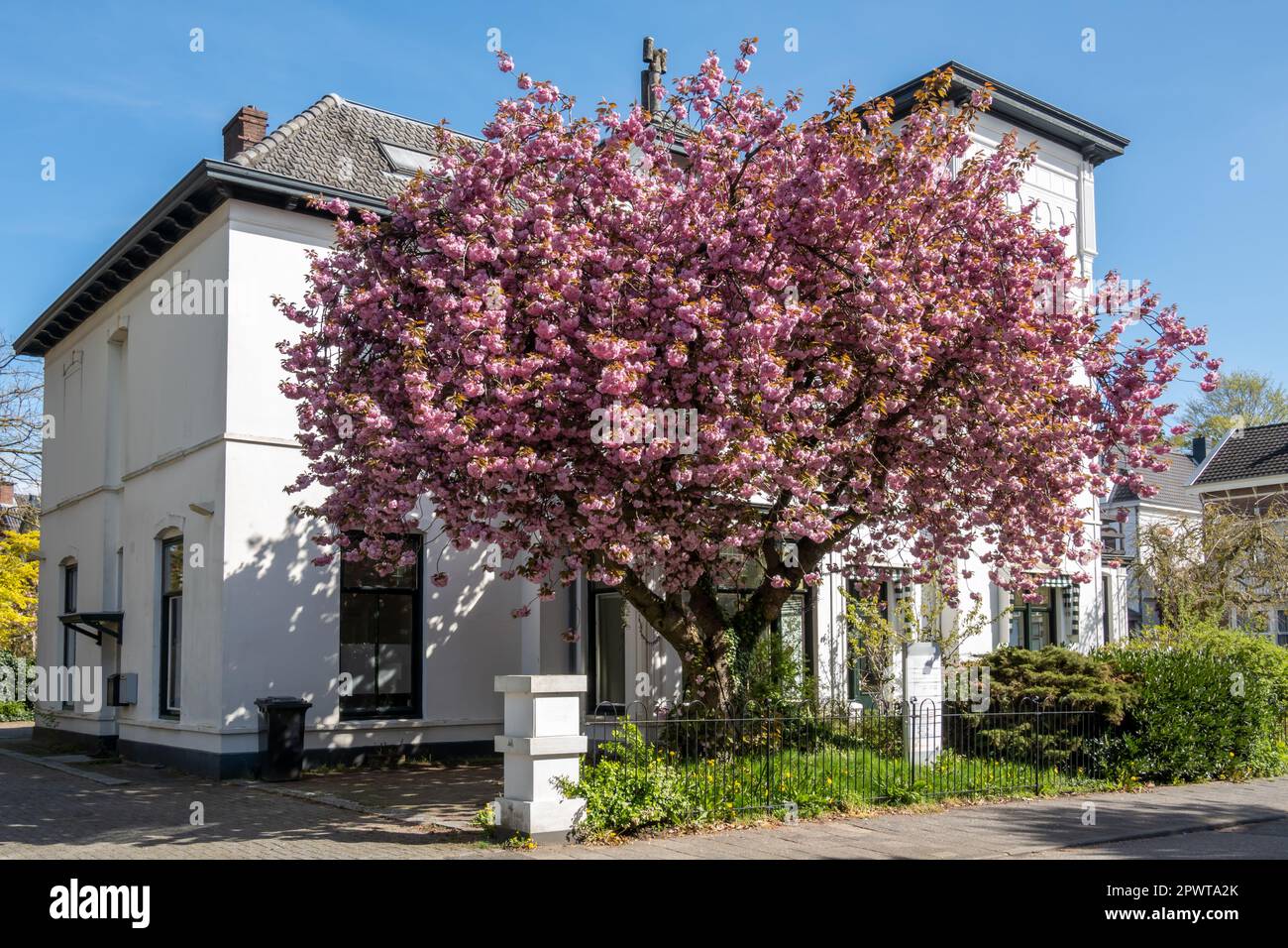 Ciliegio giapponese, Prunus serrulata 'Kanzan', in fiore con fiori rosa nel giardino di fronte alla villa indipendente, Hilversum, Paesi Bassi Foto Stock